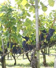 Kindhauser – Berghof Bild 5