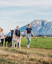 Ainring Alpakas Bild 2