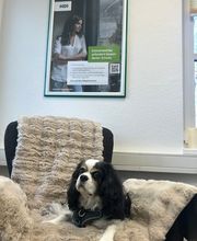 Bürohund von HDI Versicherung Kerstin Röfer in Wallenhorst