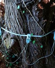 IdealFlora di Davide Gagliardini Bild 5