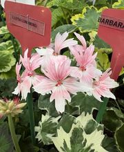 Ralf Paul Pelargonien (Para's) Bild 11
