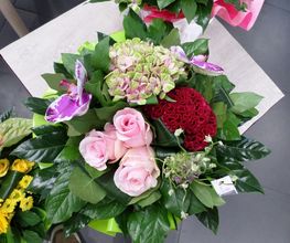 L'ANTHURIUM ROUGE image 17