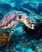 Jaguar Divers - Dive Shop in Playa del Carmen imagen 10