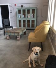 The Pet Doctor - O'Fallon image 10