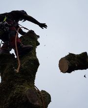 Franglais Soins Des Arbres image 2