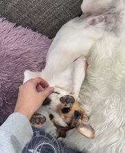 Hundetal Bild 1