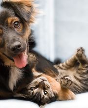 Chartiers Animal Hospital Ltd image 4