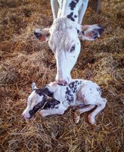 ClinicVet Vétérinaire Foucarmont image 3