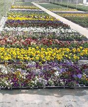 Chazalet Plants image 15