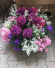 Gärtnerei Goldschmitt B. Jungnitsch Bild 10