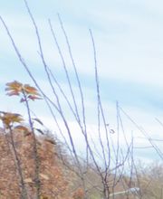 Gartenpflege & Landschaftspflege Sommer Bild 5