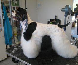 L'Esthétique Canine image 2