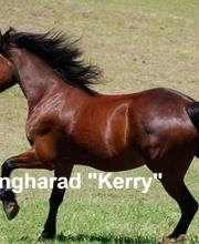 Birkenhof Pferdepension Bild 7