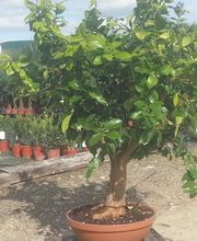 Olipalm pépiniére image 11