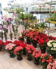 A la Fleur de Nice image 11