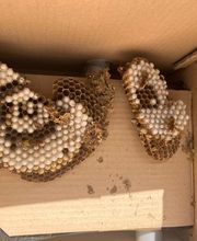 insectacon Schädlingsbekämpfung Bild 4