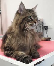 Toutou Tip Top image 10