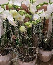 Blumenhaus Wiedikon Bild 5