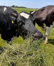 Hof Belvedere Bild 15