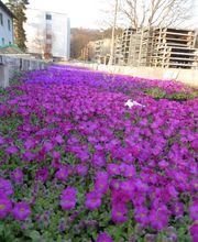 Hospenthal - Kägi AG Bild 3