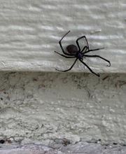 Source Pest Control image 7