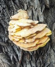 Ingo Laschinski Sachverständiger Bild 14