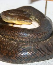 Morelias JM image 10