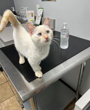 The Village Veterinarian image 5