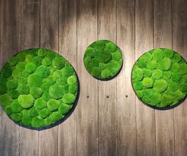 Franzen Moos Wanddesign Bild 12