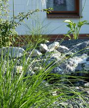 Der Grüne Baum Bild 14