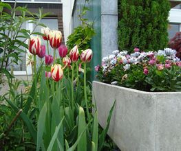 Krokus Gartenpflege GmbH Bild 5