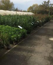 Pépinière Côté Jardin image 19