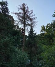 Baumdienste mit Seiltechnik Purretat Bild 7