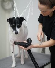 Doggrooming Ramstein Bild 10