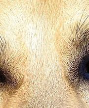 Hundeschule My Pawtner Germersheim Bild 1