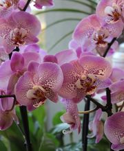 Blumen Ball GmbH Bild 14