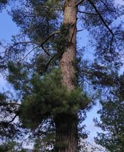 Baum élagage image 10