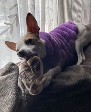 Back Mountain Veterinary Hospital image 3