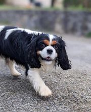 Patte et Museau image 15