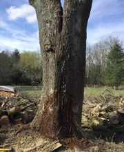 D'arbre En Arbre image 1