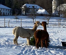 Ainring Alpakas Bild 8