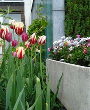 Krokus Gartenpflege GmbH Bild 5