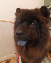 Les Animaux Chics image 6