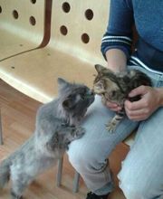 Centro Veterinario Ifach imagen 1