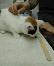 Harvey Animal Hospital image 17