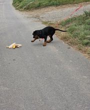 Miris Hundeschule Bild 5