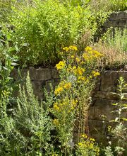 Naturheilpraxis im Hinterberg St.Gallen - Naturheilpraktikerin TEN Danijela Vaterlaus Bild 14