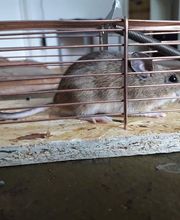 Kreienbühl - Schädlingsbekämpfung Bild 14