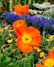 Pépinière des Aspres image 13