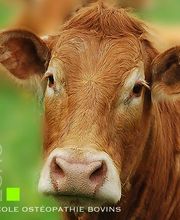 ESAO école supérieure ostéopathie animale image 3